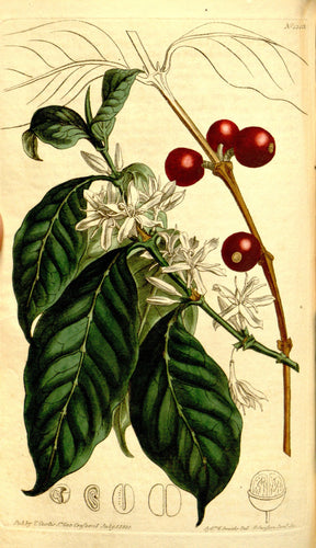Ethiopia Bekele Kachara