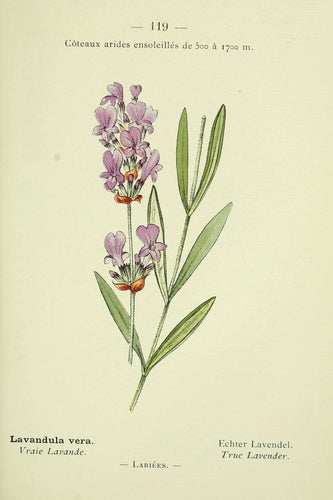 Kenya AB Gondo